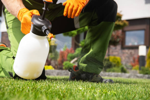 Best Flea Control Services  in Levelland, TX